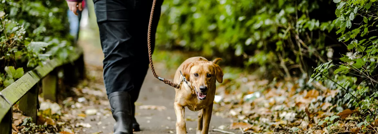 Dog on lead being walked