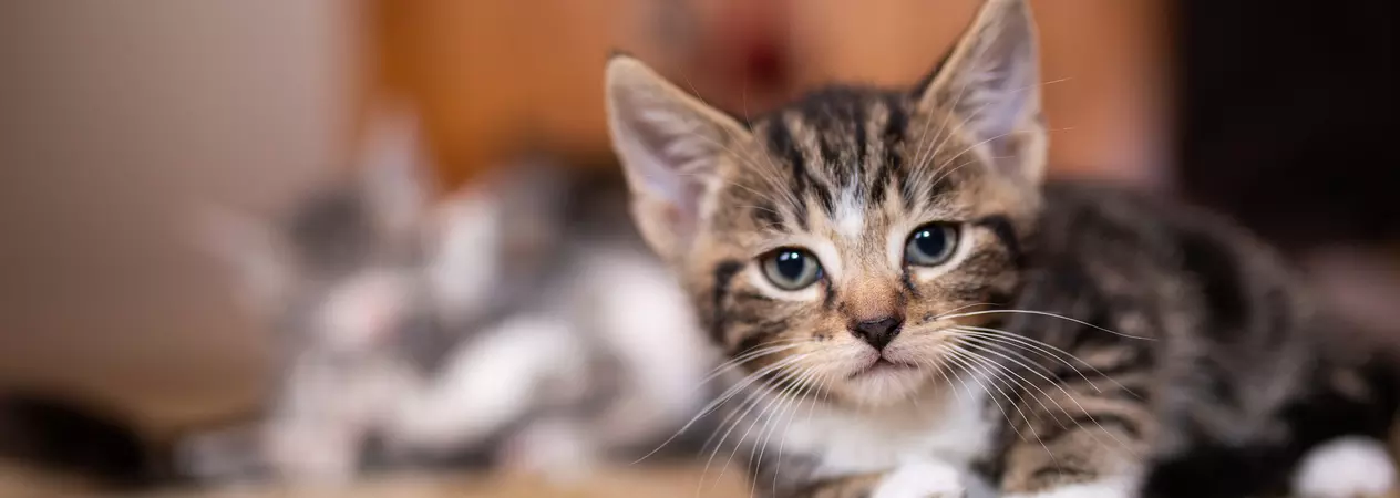 Kitten lying on carpet, looking at the camera