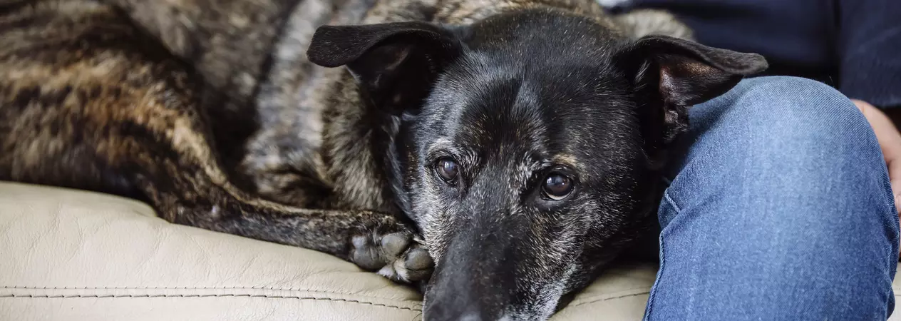Dog curled up on the sofa next to their owner