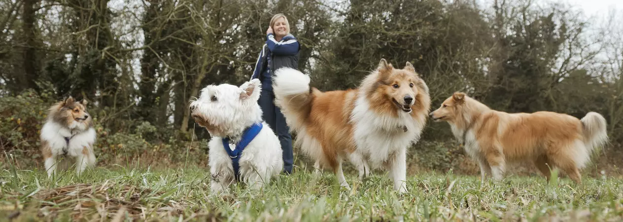 Dogs off lead