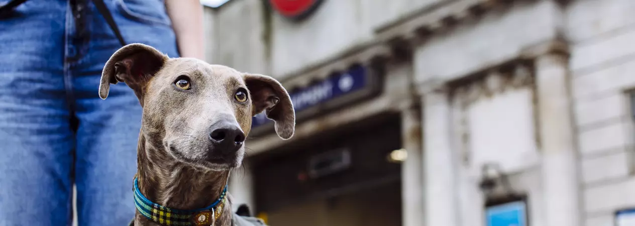 Brindle lurcher outside Underground station