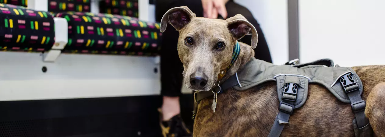 Brindle lurcher on Underground 