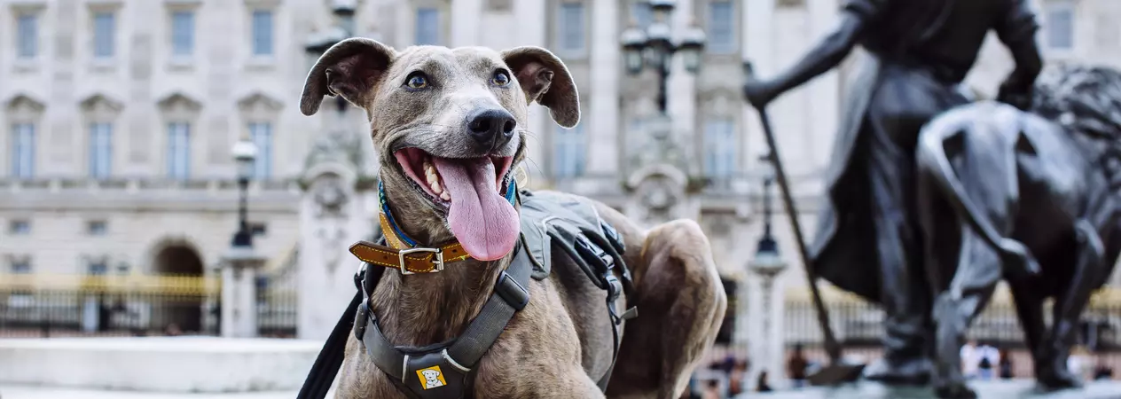 Brindle lurcher outside Buckingham Palace