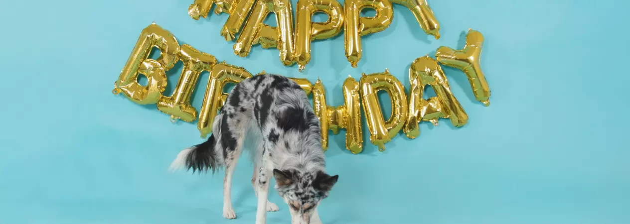 Dog eating dog-friendly birthday cake