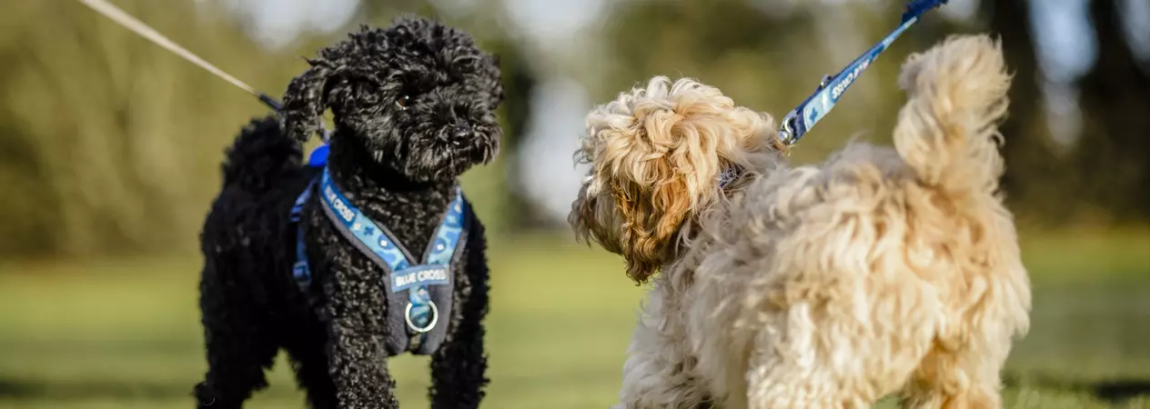 an apricot cockerpoo puppy says hello to a black poodle. Both dogs are on lead.