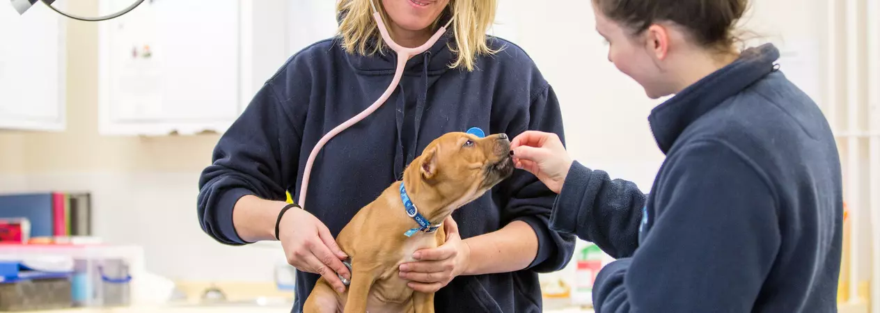 a puppy sits on a vet examination table whilst his owner gives him a treat and a vet uses her stethoscope 