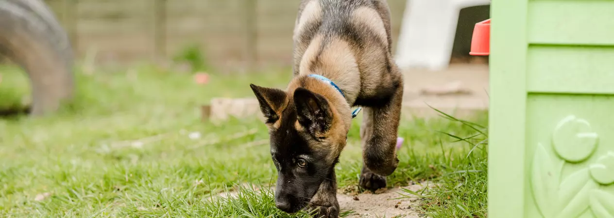 Belgian shepherd sniffing