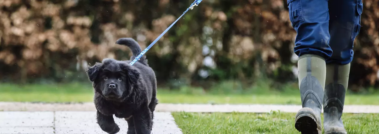 Baloo the black Newfoundland puppy walks on a lead