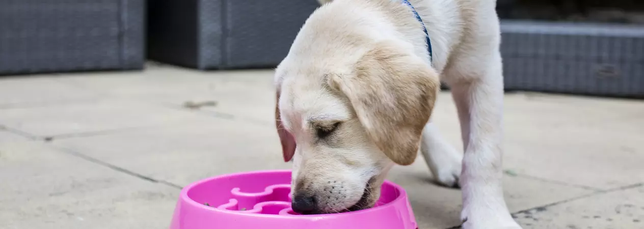 a yellow Labrador puppy eats from a bright pink bowl