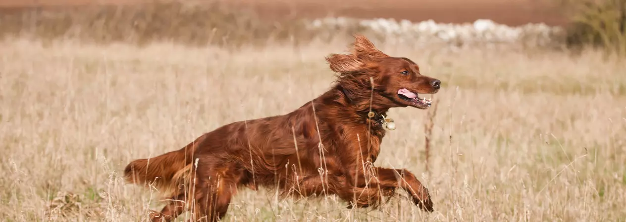 Red setter running in field