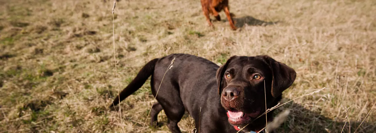Chocolate Labrador in a field