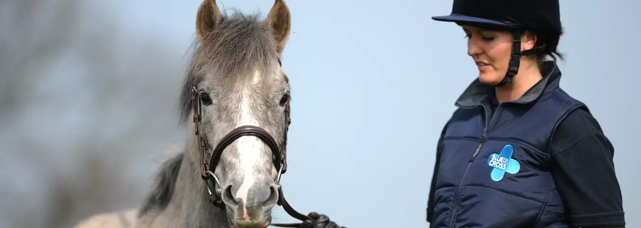 Grey horse standing with a Blue Cross groom