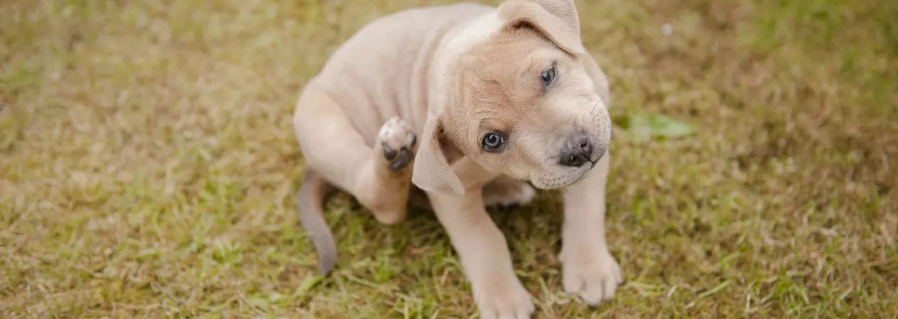 Puppy scratching her ear