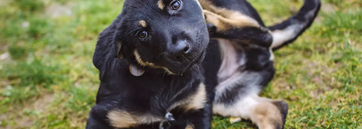 Puppy scratching 