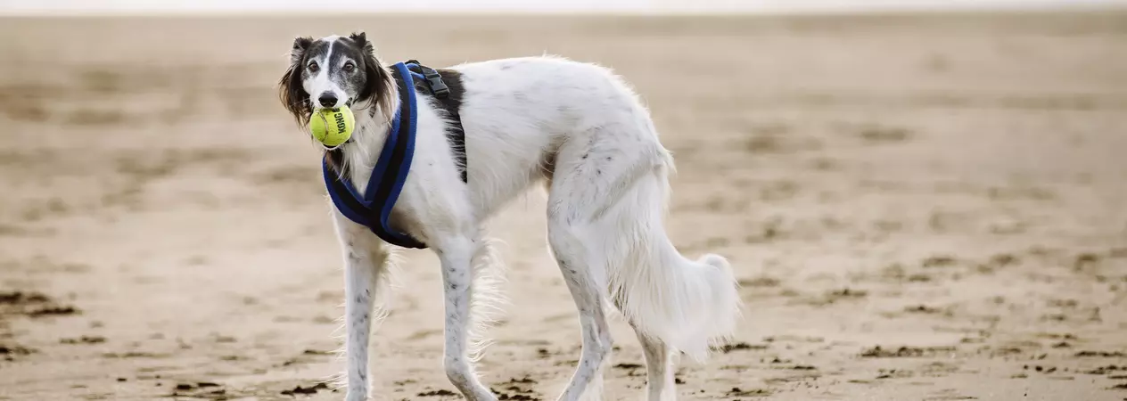 Dog at the beach with tennis ball