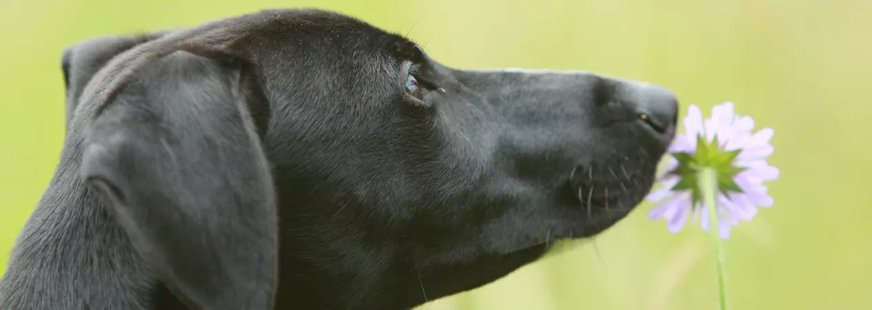 a black dog sniffs a purple flower