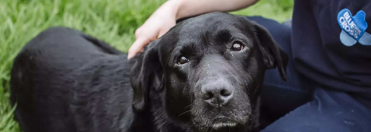 a black labrador looks towards the camera whilst resting his head on a Blue Cross staff member's knee