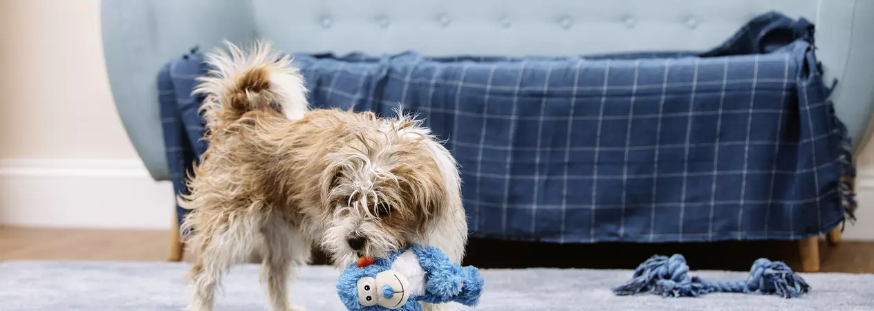 a terrier cross puppy chews on a toy