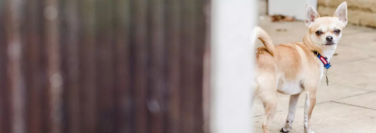 a Chihuahua peers round a garden gate