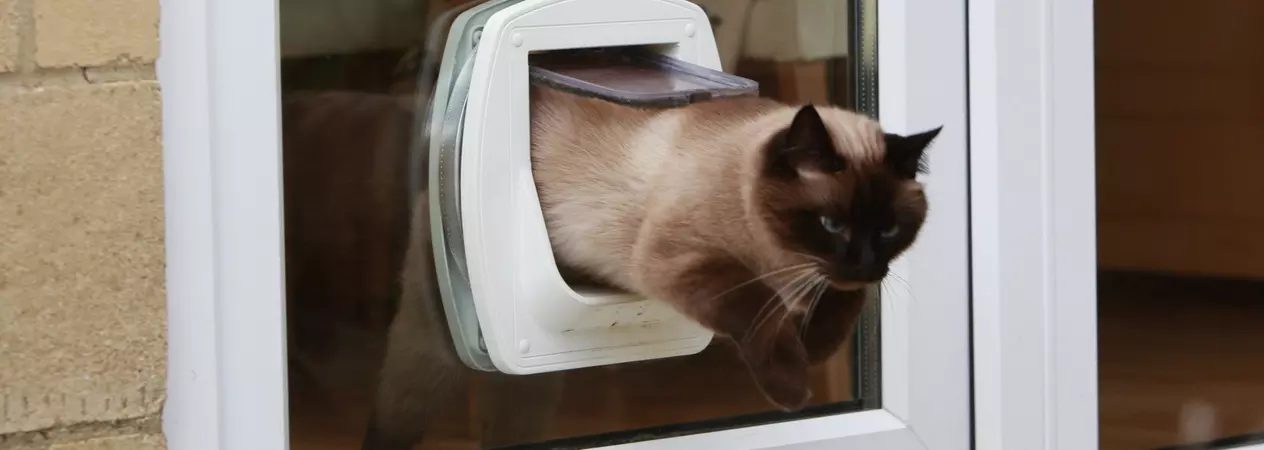 Cat going through cat flap