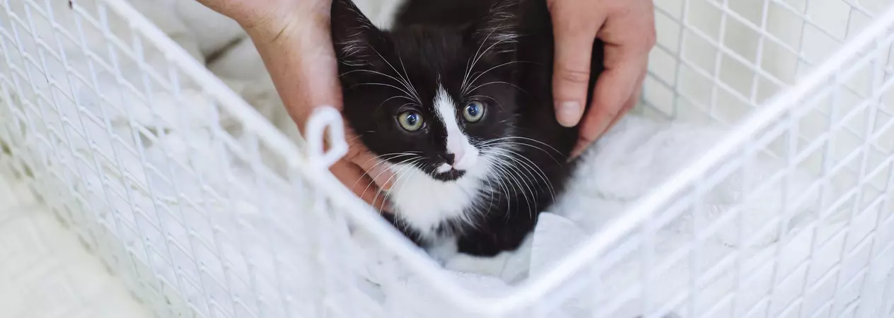 Black and white kitten in a carrier