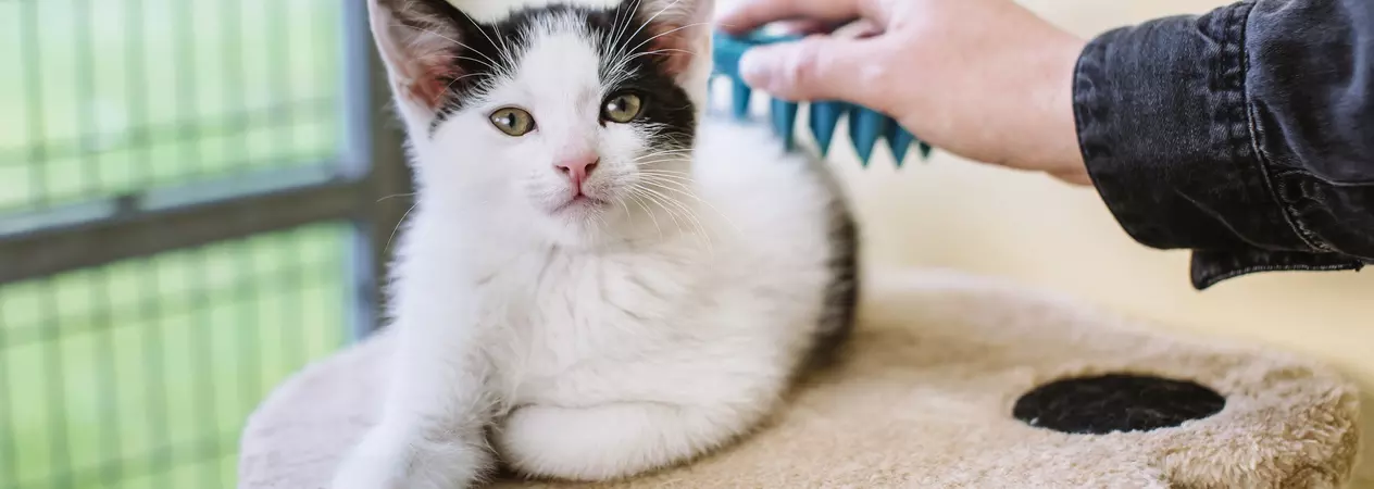 White and black kitten being groomed with a rubber brush