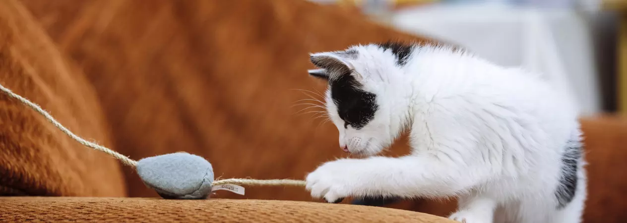 White and black kitten playing with mouse toy