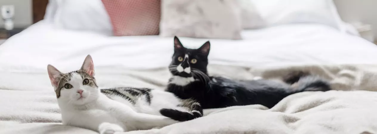 a tabby cat and a black and white cat lie next to each other on a bed