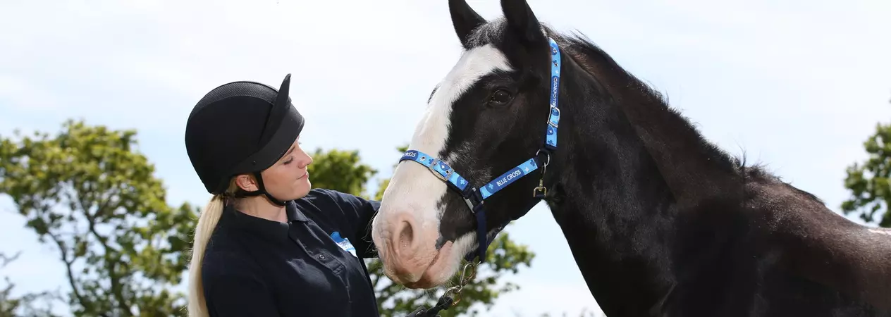 Older horse with Blue Cross team member