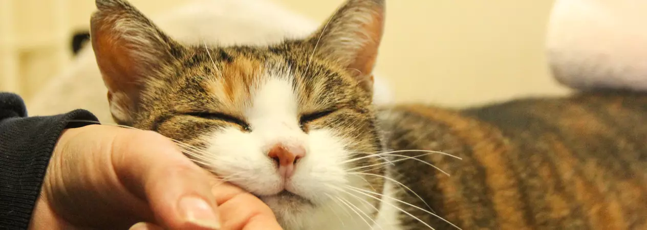 a tabby and white cats leans into a human hand for a fuss and headrub