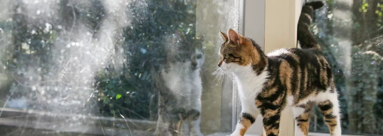 a tabby and white cat stands on a windowsill and looks out of the window