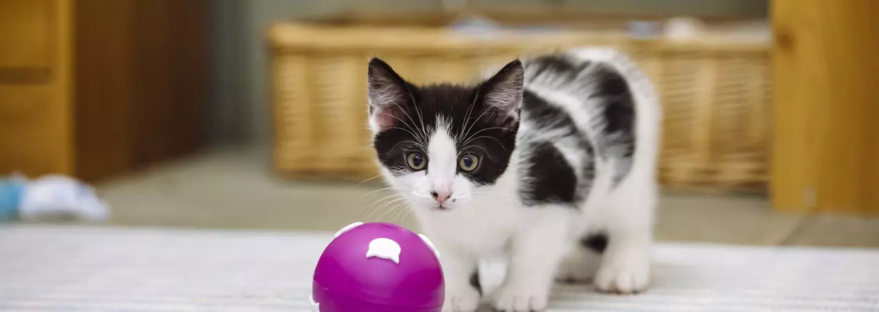 Black and white kitten stalking pink puzzle ball