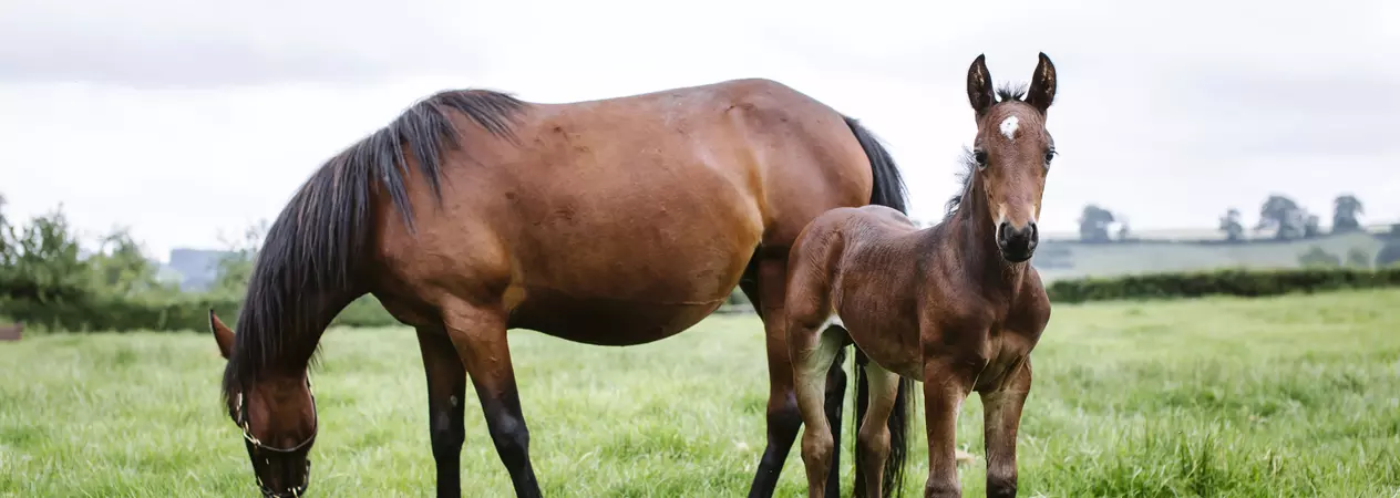Horse grazing with foal in a field 