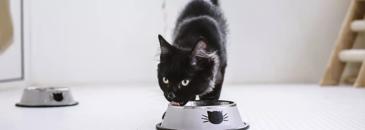 Black cat eating from bowl