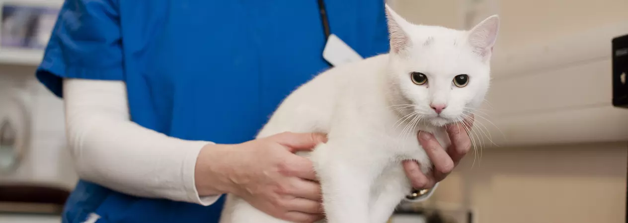 White cat receiving a check up with a vet