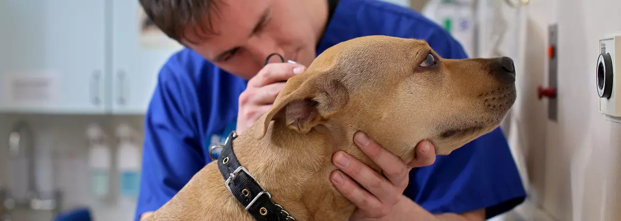 Staffordshire bull terrier at the vets, receiving an ear check