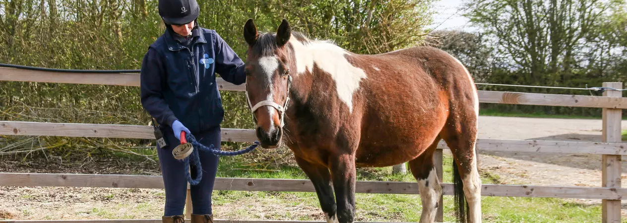 Horse in field with Blue Cross team member