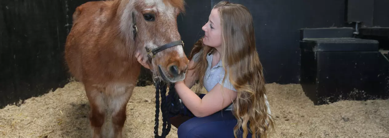 Stabled Shetland pony with owner 