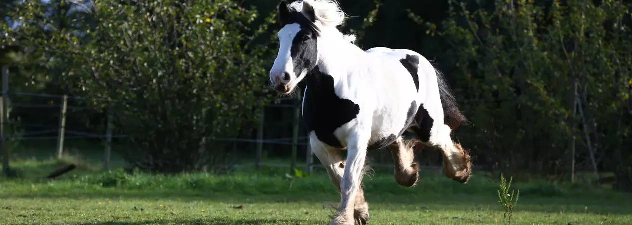 White and black horse running through field