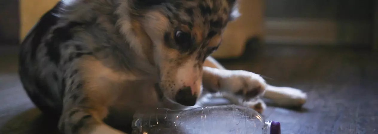 Dog playing with water bottle treat dispenser