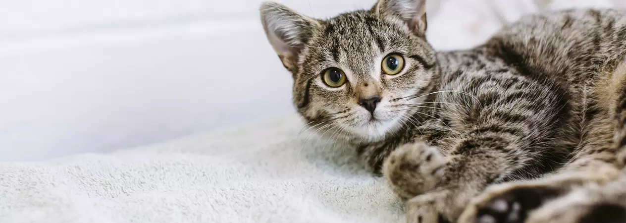 Kitten looking into camera, lying on white blanket