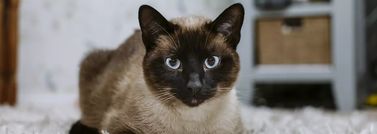 Burmese cross cat lying on fluffy rug
