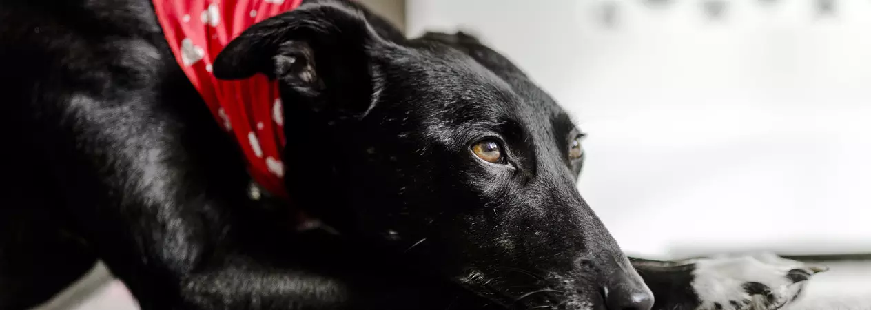 Dog Maggie lying down indoors looking sad