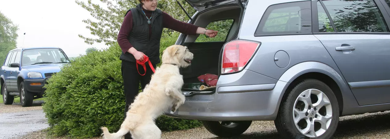 Dog jumping into boot of car with owner guiding them in