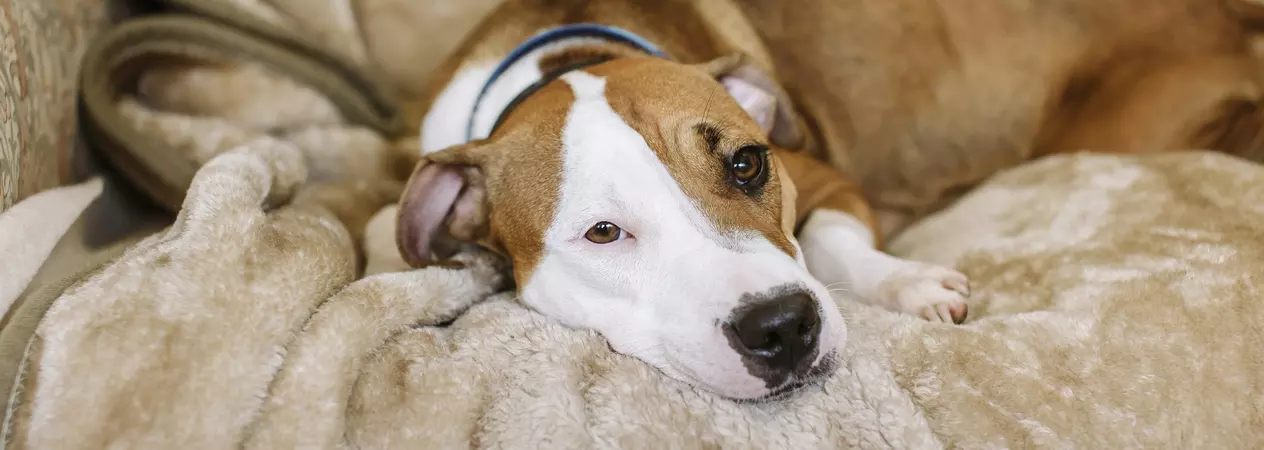 Staffordshire bull terrier on sofa, looking into camera
