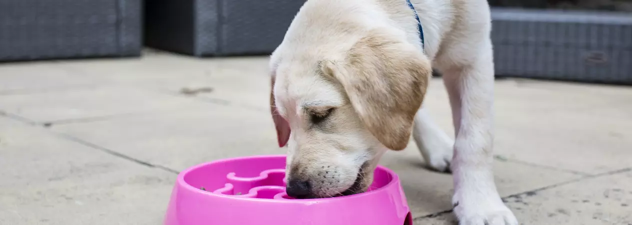 Golden labrador eating out of puzzle feeder