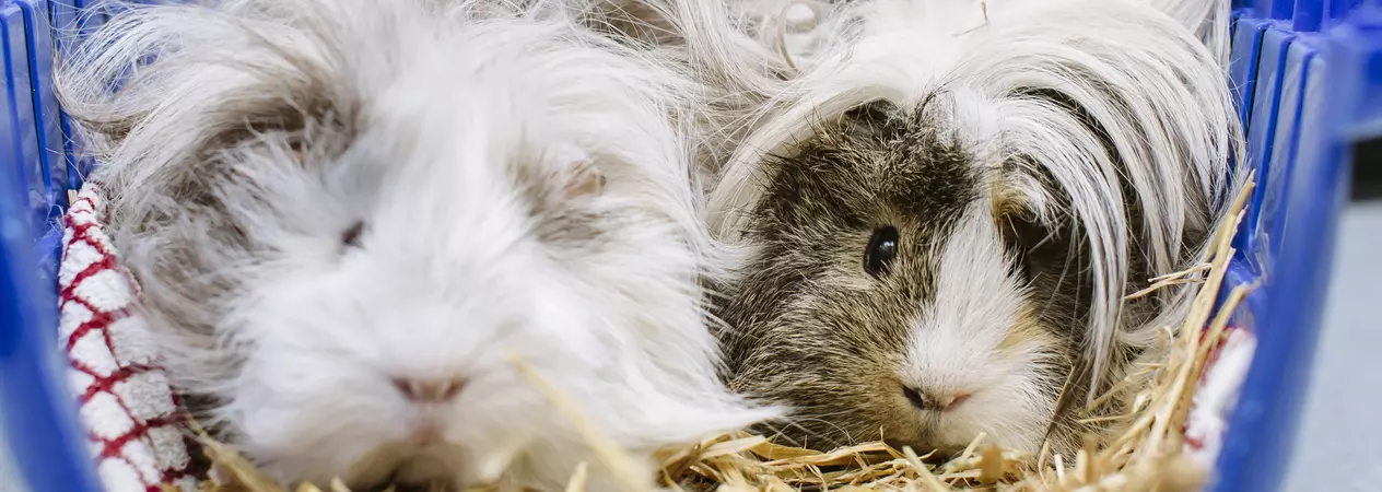 Two guinea pigs sitting together