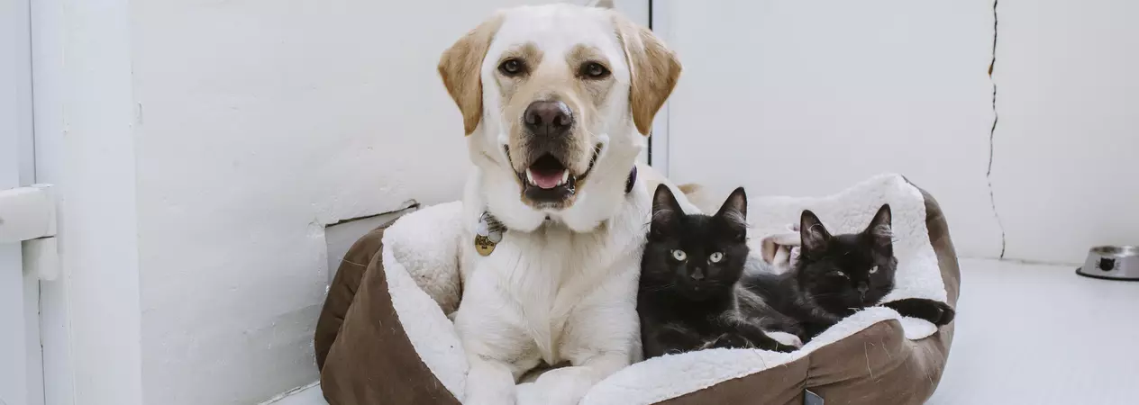 Golden labrador lying in dog bed with two black kittens