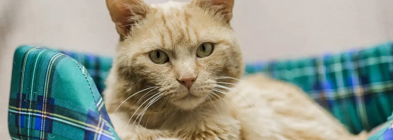 ginger cat in a bed
