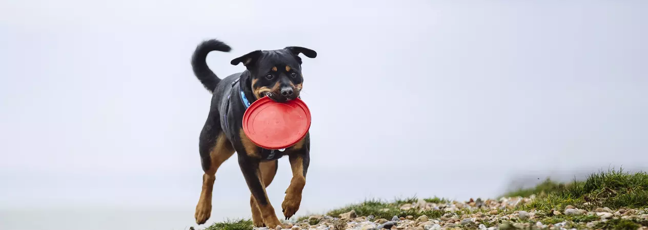 Kaiser the dog carrying a frisbee